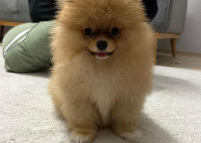 Pomeranian boo